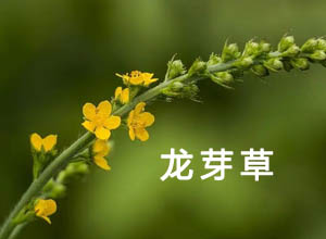 大山里的野货-龙芽草,零成本但一斤能卖30元,赚快钱月入10万+